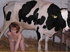 Two plough babe making out forth sex-crazed mount up and cow